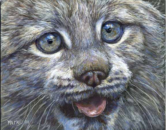 LMF – Crazy Cat – Lynx © Laura Mark-Finberg
