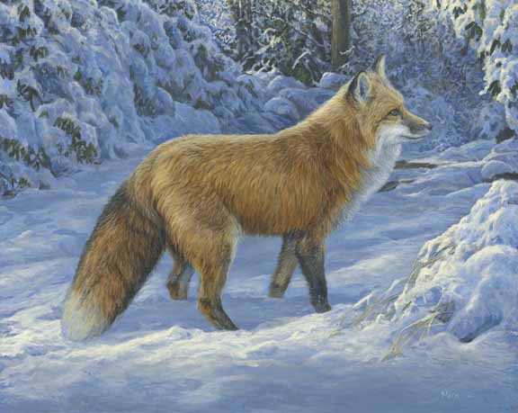 LMF – Fox in Snow © Laura Mark-Finberg