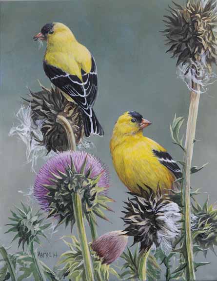 LMF – Goldfinches © Laura Mark-Finberg