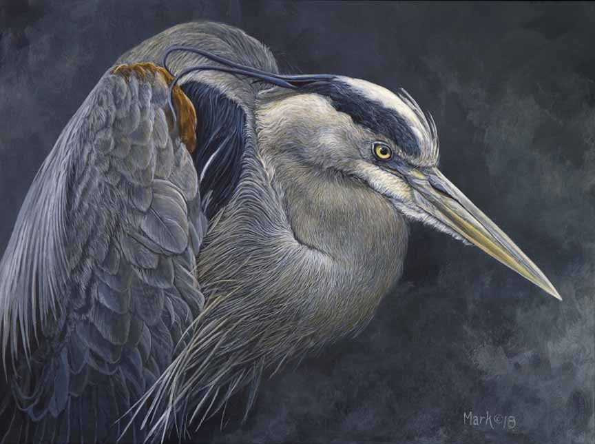 LMF – Great Blue Heron © Laura Mark-Finberg