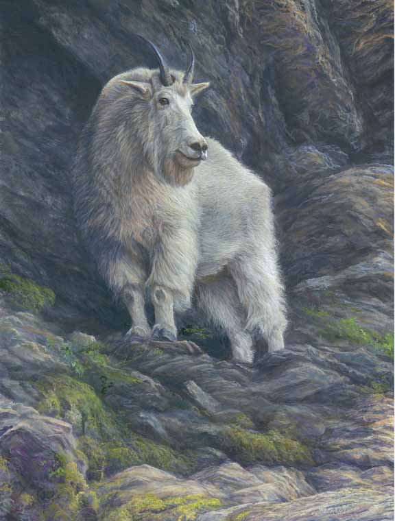 LMF – Highlander – Mountain Goat © Laura Mark-Finberg