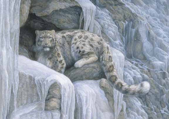 LMF – Icy – Snow Leopard © Laura Mark-Finberg