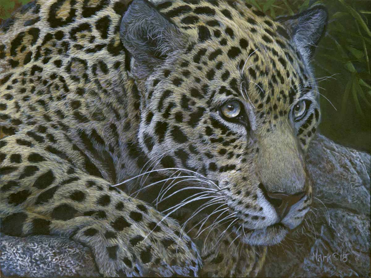 LMF – Jaguar © Laura Mark-Finberg