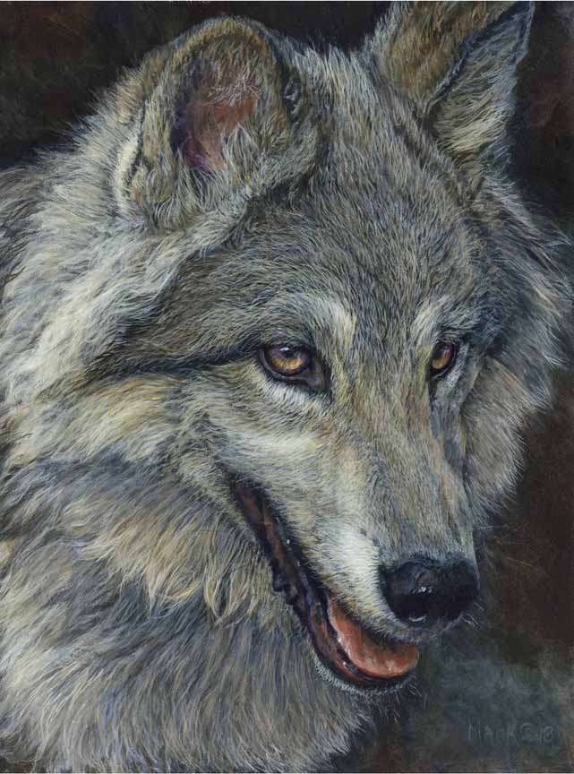 LMF – Lakota – Wolf © Laura Mark-Finberg