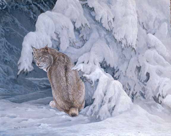 LMF – Lynx in Snow © Laura Mark-Finberg