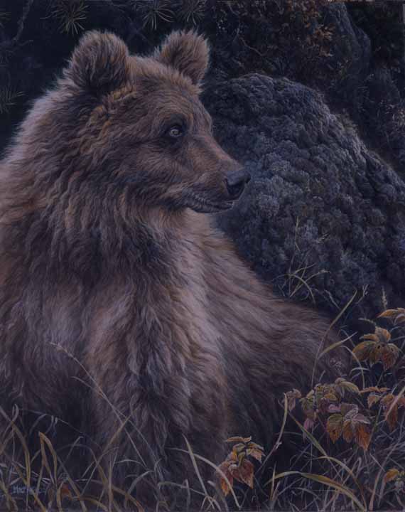 LMF – Montana Grizzly © Laura Mark Finberg