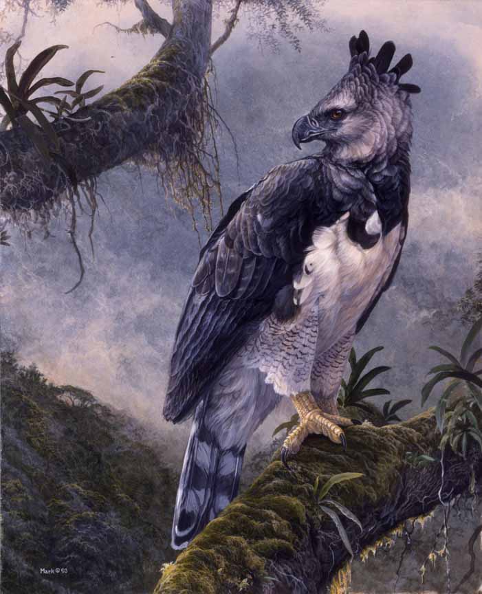 LMF – Myth of the Mayan – Harpy Eagle © Laura Mark-Finberg