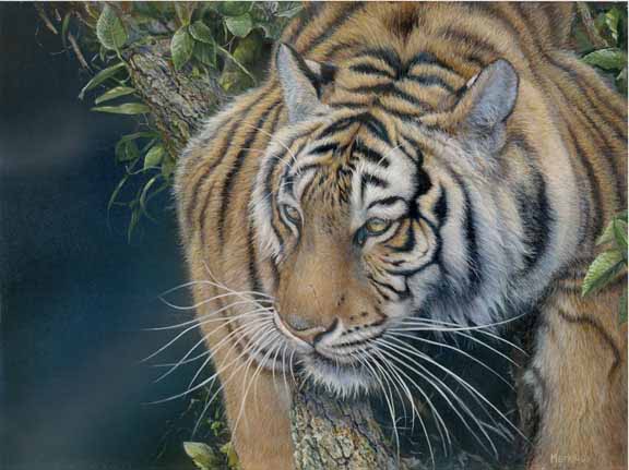 LMF – Prelude – Tiger © Laura Mark-Finberg