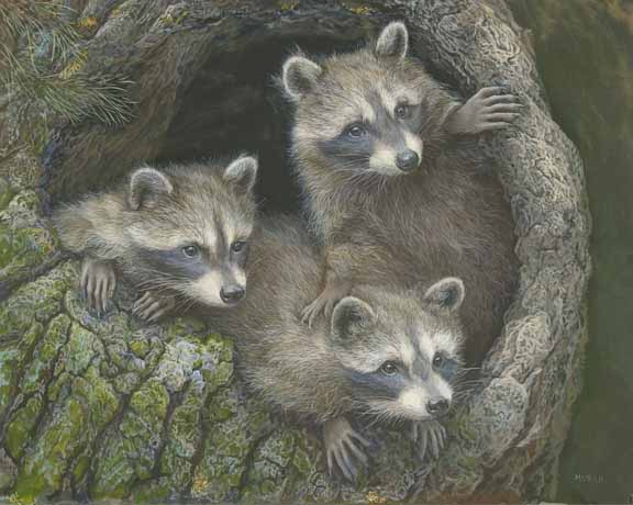 LMF – Raccoons Three © Laura Mark-Finberg