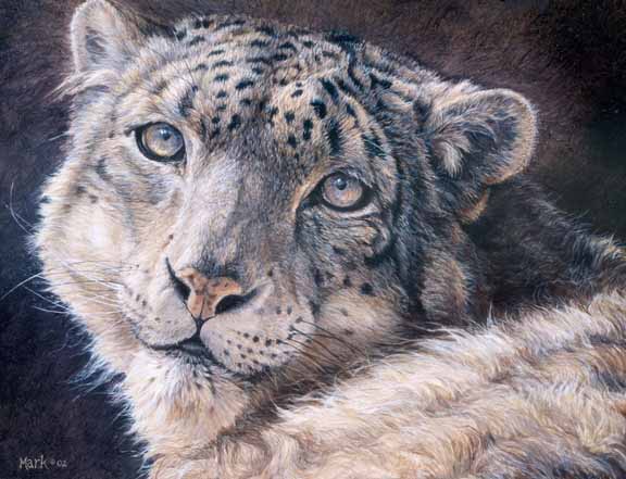 LMF – Snow Leopard Portrait © Laura Mark-Finberg