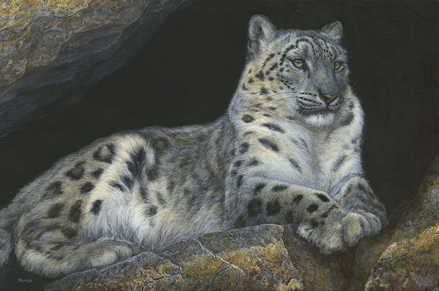 LMF – Snow Leopard © Laura Mark-Finberg (2)