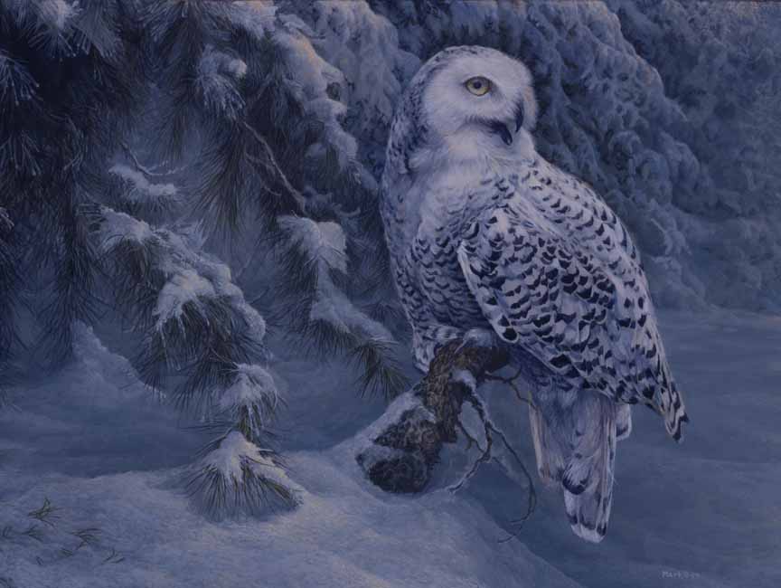LMF – Snowy Owl 2 © Laura Mark-Finberg