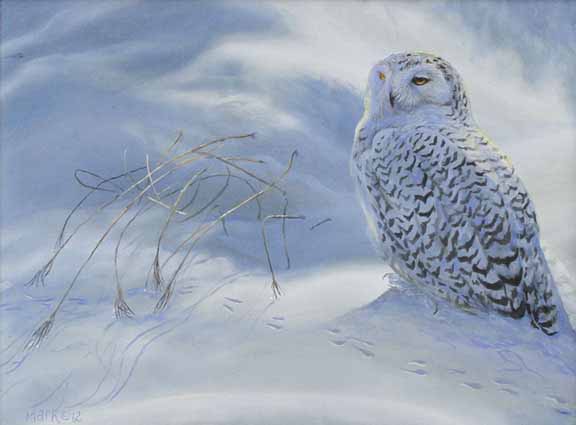 LMF – Snowy Owl Study © Laura Mark-Finberg
