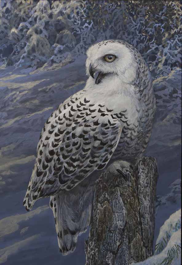 LMF – Snowy Owl © Laura Mark-Finberg