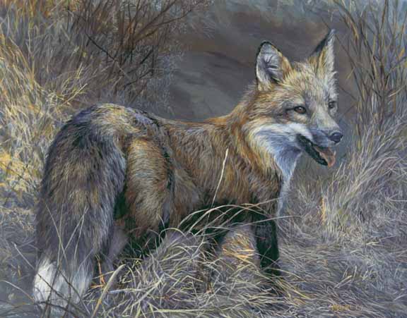 LMF – Swampfox – Red Fox © Laura Mark-Finberg