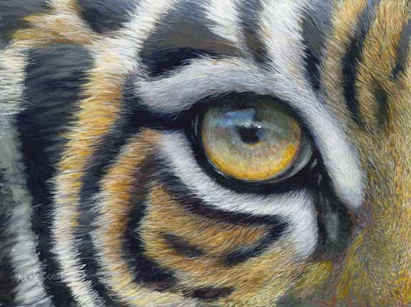 LMF – Tiger Eye © Laura Mark-Finberg