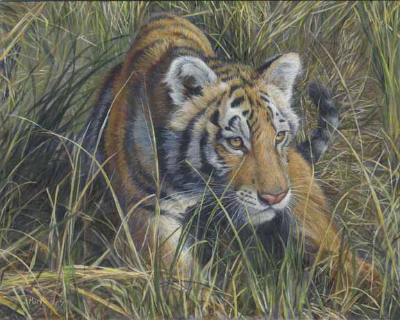 LMF – Tiger Intensity © Laura Mark-Finberg
