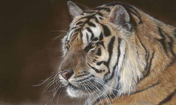 LMF – Tiger Prince © Laura Mark-Finberg