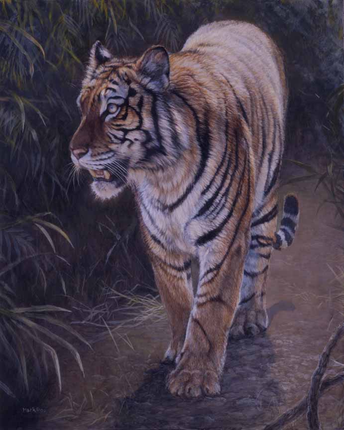LMF – Tiger © Laura Mark-Finberg