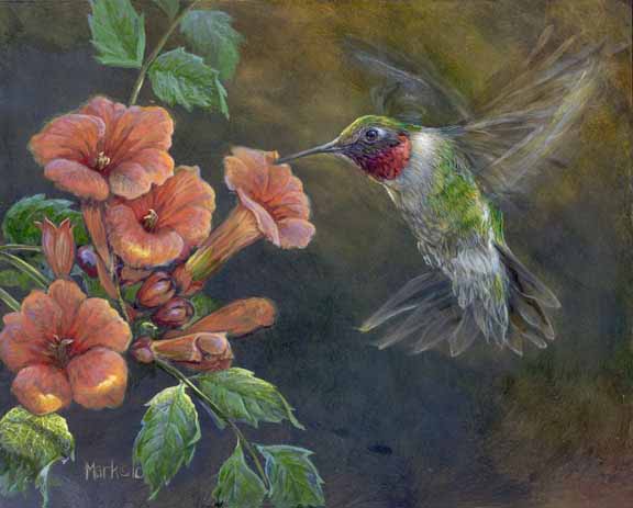 LMF – Trumpet Vine and Hummingbird © Laura Mark-Finberg