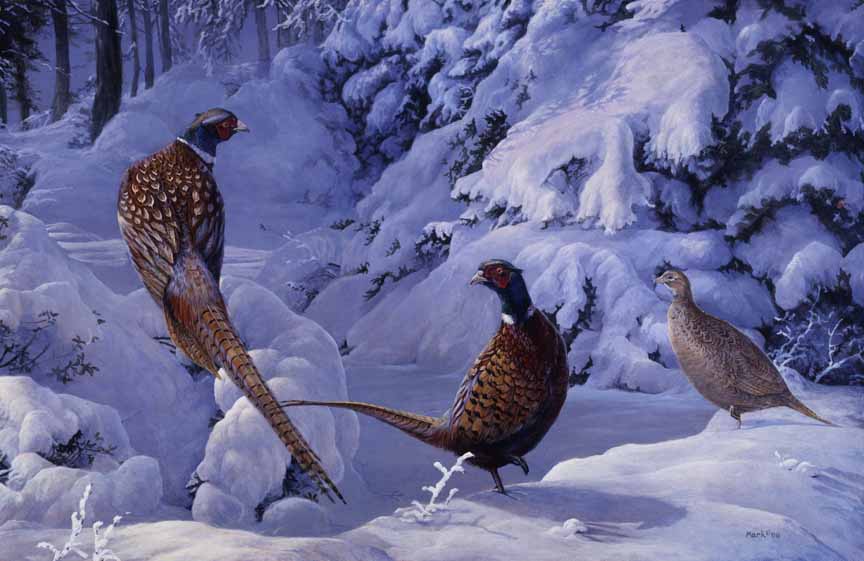 LMF – Winter Gathering – Pheasants © Laura Mark-Finberg