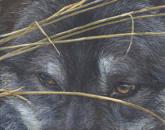 LMF – Wolf Eyes and Reeds © Laura Mark-Finberg