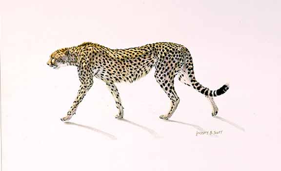 LS – Cheetah © Lindsay Scott