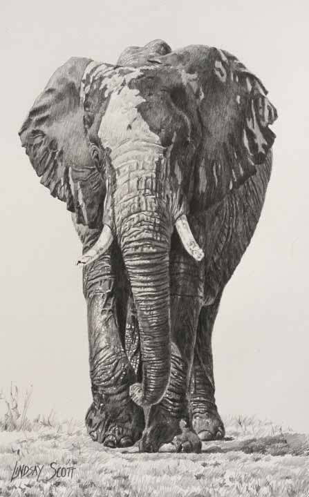 LS – Elephant 2 © Lindsay Scott