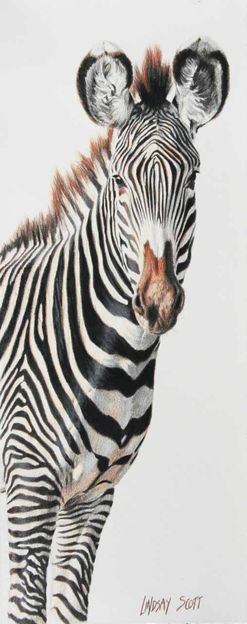 LS – Grevy’s Zebra © Lindsay Scott