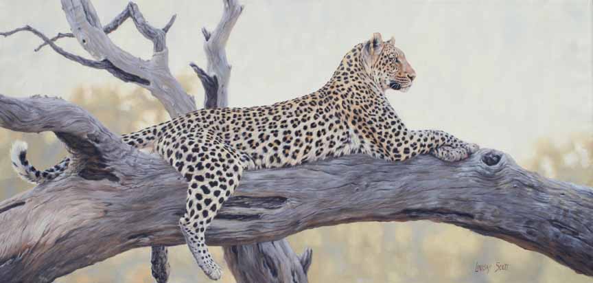 LS – Leopard in Tree 2 © Lindsay Scott