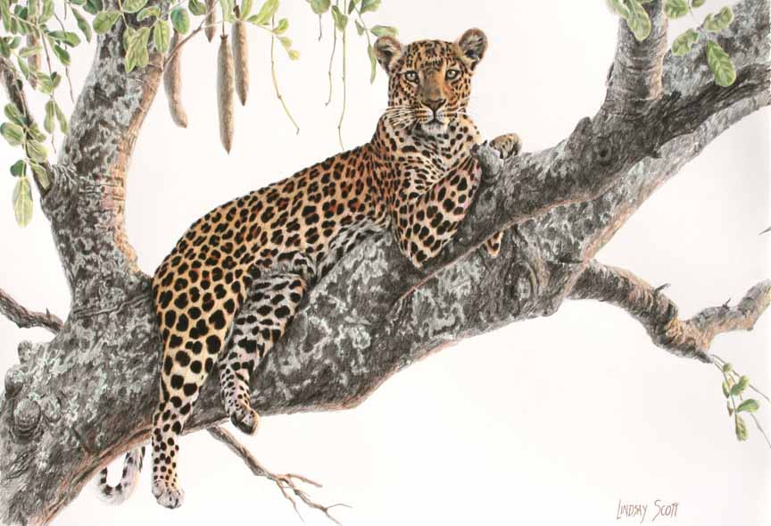 LS – Leopard in Tree © Lindsay Scott