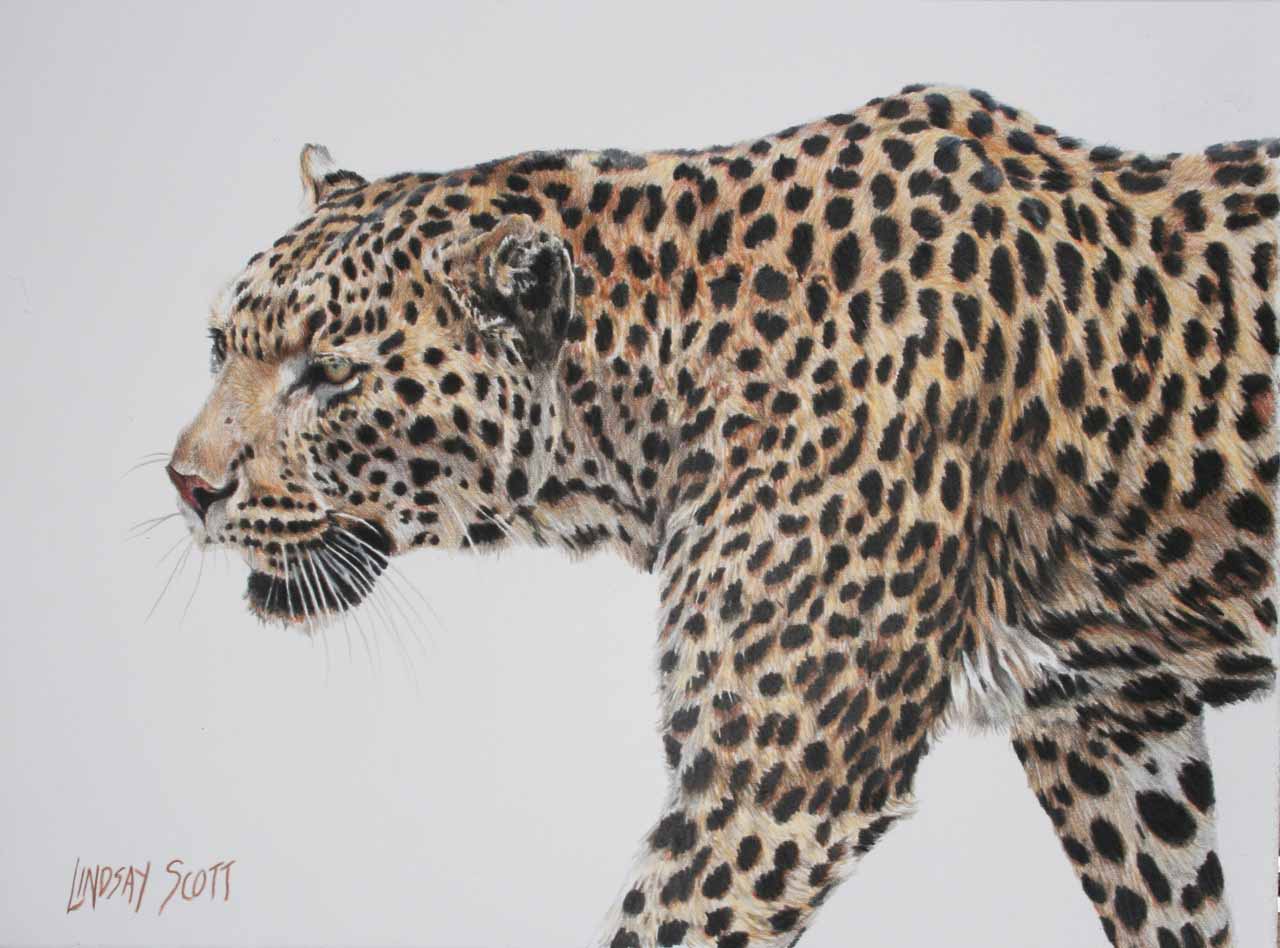 LS – Passing Leopard © Lindsay Scott