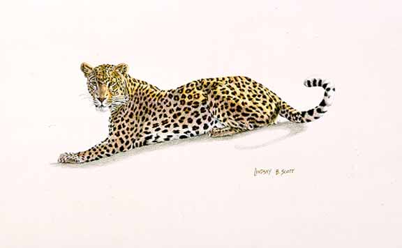 LS – Savuti Leopard © Lindsay Scott