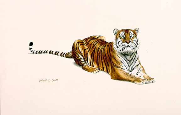 LS – Tiger © Lindsay Scott