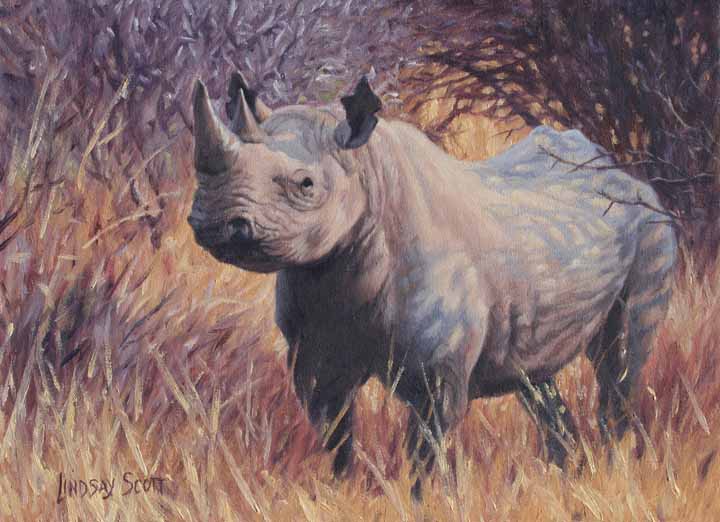 LS – White Rhino © Lindsay Scott