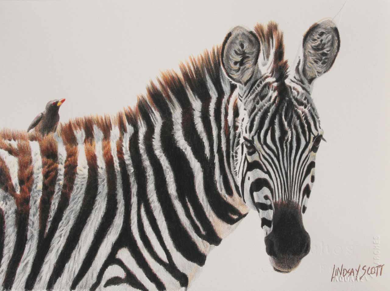 LS – Young Zebra © Lindsay Scott