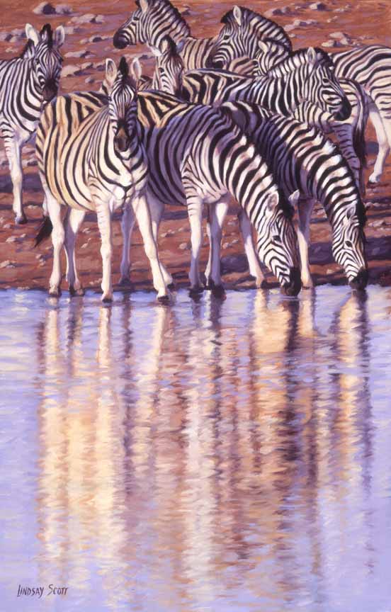 LS – Zebras Drinking 2 © Lindsay Scott