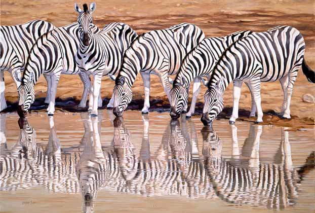 LS – Zebras Drinking © Lindsay Scott