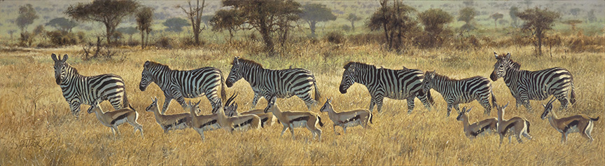 MH – Antelope & Zebra © Matthew Hillier