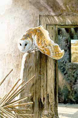 MH – Barn Owl © Matthew Hillier