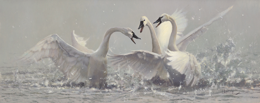 MH – Family Squabbles – Whistling Swans © Matthew Hillier
