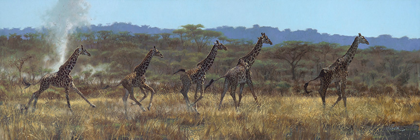 MH – Giraffes © Matthew Hillier (2)
