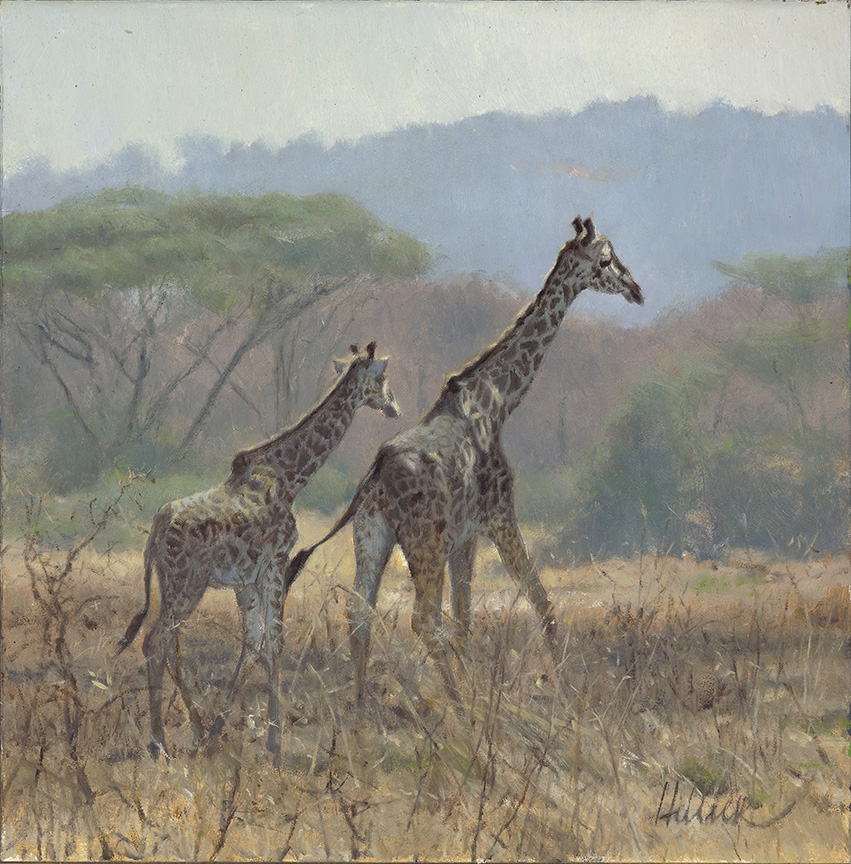 MH – Giraffes © Matthew Hillier