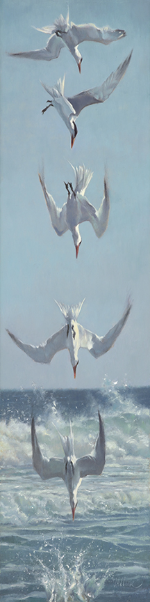 MH – High Dive – Royal Terns © Matthew Hillier