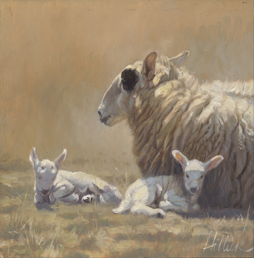 MH – Lambs © Matthew Hillier