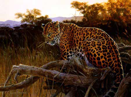 MH – Leopard at Dusk © Matthew Hillier