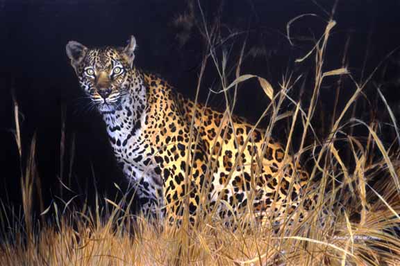 MH – Leopard at Night © Matthew Hillier