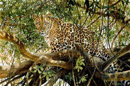 MH – Leopard in Tree © Matthew Hillier
