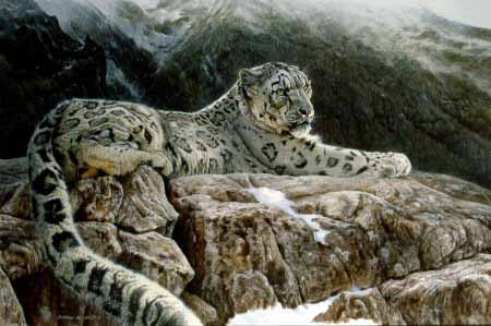 MH – Male Snow Leopard on Rock © Matthew Hillier