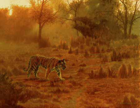 MH – Ranthambhor Tiger © Matthew Hillier